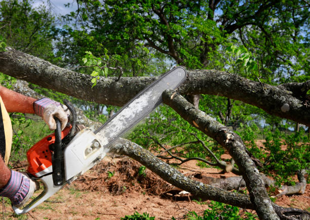 Professional Tree Care in Montpelier, IN